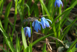 Scilla siberica Oosterse sterhyacint bestellen